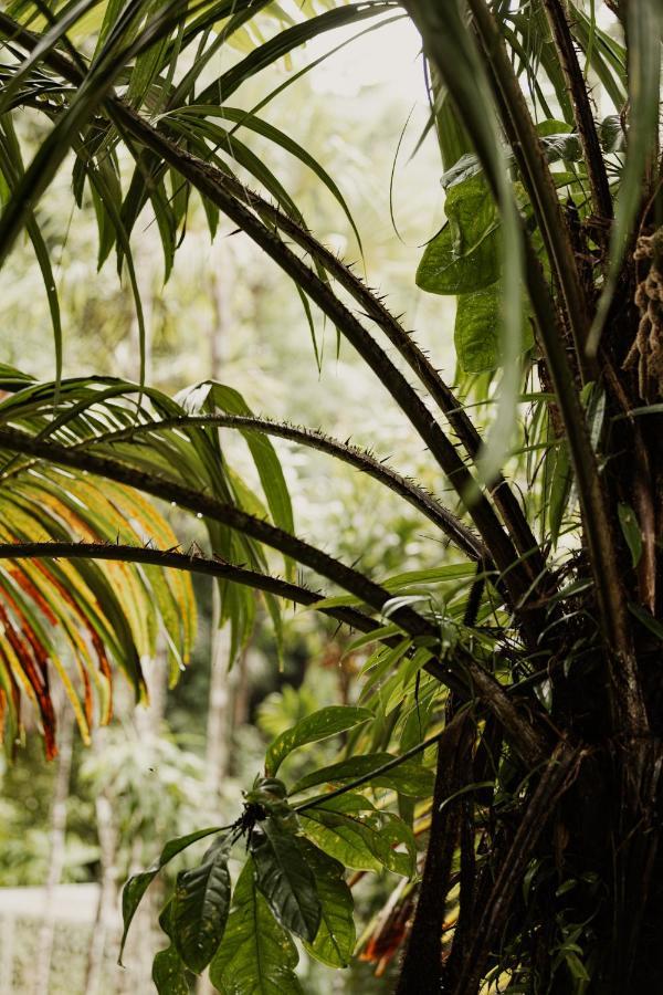 Mist At Cape Tribulationヴィラ エクステリア 写真